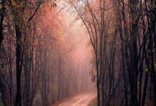 新加坡旅游热度上涨,“门将椰浆饭”也火了.